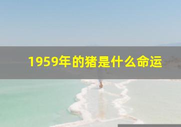 1959年的猪是什么命运