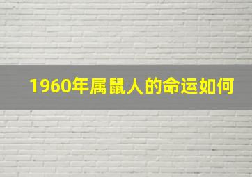 1960年属鼠人的命运如何