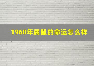 1960年属鼠的命运怎么样