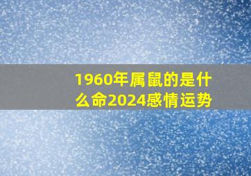 1960年属鼠的是什么命2024感情运势