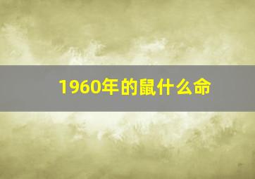 1960年的鼠什么命