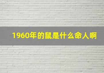 1960年的鼠是什么命人啊