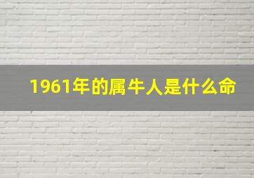 1961年的属牛人是什么命