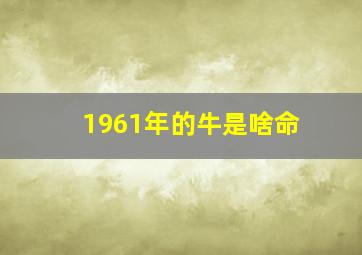 1961年的牛是啥命