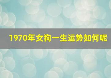 1970年女狗一生运势如何呢