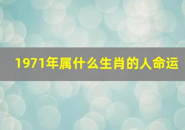 1971年属什么生肖的人命运