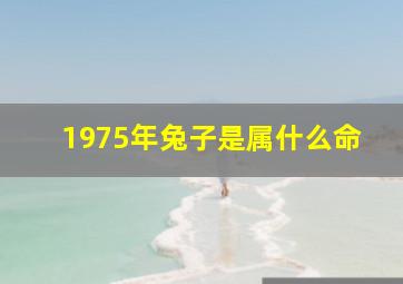 1975年兔子是属什么命