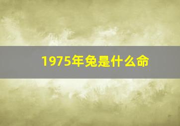 1975年兔是什么命