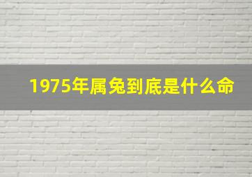 1975年属兔到底是什么命