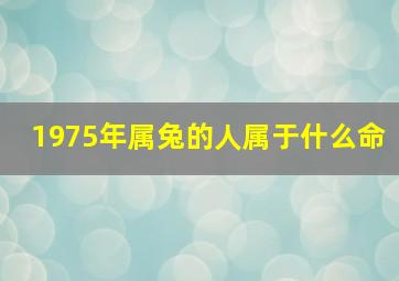 1975年属兔的人属于什么命