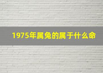 1975年属兔的属于什么命