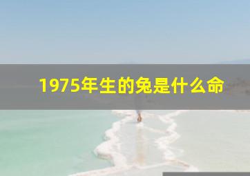 1975年生的兔是什么命