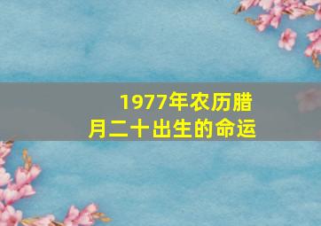 1977年农历腊月二十出生的命运