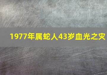 1977年属蛇人43岁血光之灾