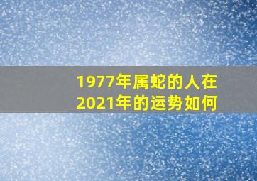 1977年属蛇的人在2021年的运势如何