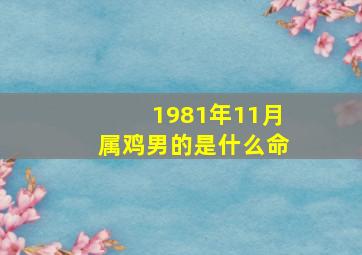 1981年11月属鸡男的是什么命