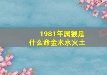 1981年属猴是什么命金木水火土