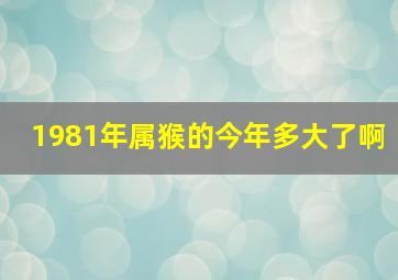 1981年属猴的今年多大了啊