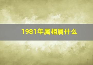 1981年属相属什么