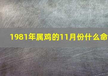 1981年属鸡的11月份什么命