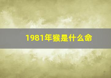 1981年猴是什么命