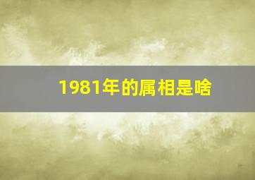 1981年的属相是啥