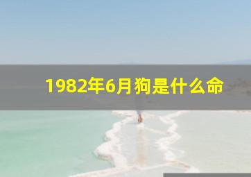 1982年6月狗是什么命