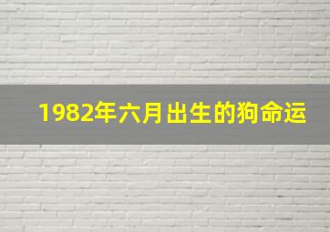 1982年六月出生的狗命运