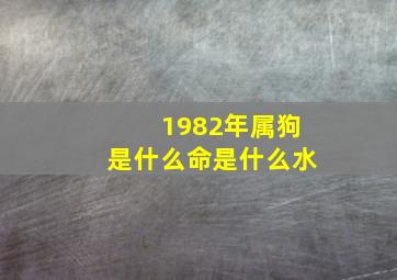 1982年属狗是什么命是什么水