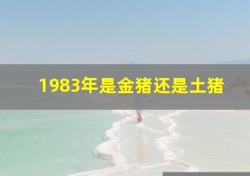 1983年是金猪还是土猪