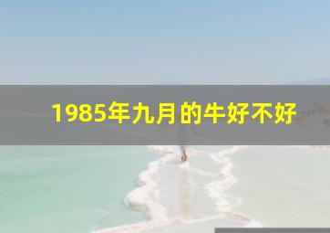 1985年九月的牛好不好