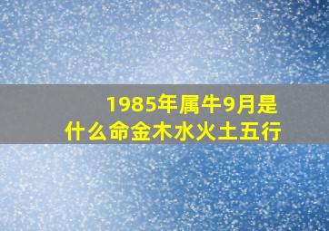 1985年属牛9月是什么命金木水火土五行