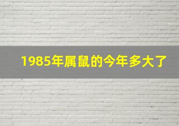 1985年属鼠的今年多大了