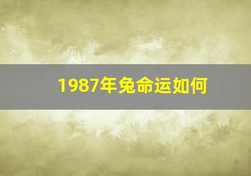 1987年兔命运如何