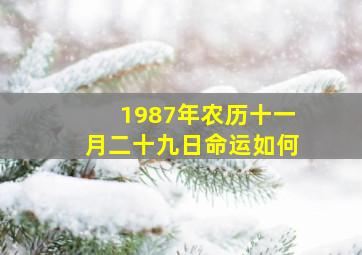 1987年农历十一月二十九日命运如何