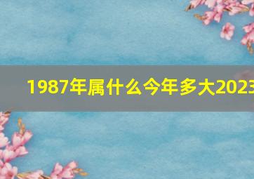 1987年属什么今年多大2023