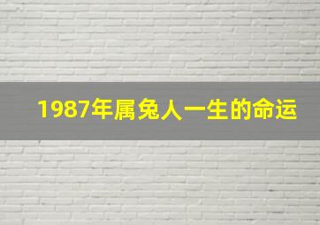 1987年属兔人一生的命运