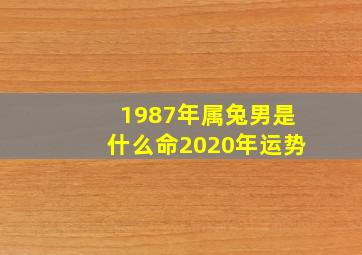 1987年属兔男是什么命2020年运势