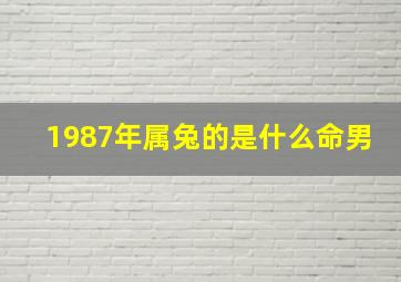 1987年属兔的是什么命男