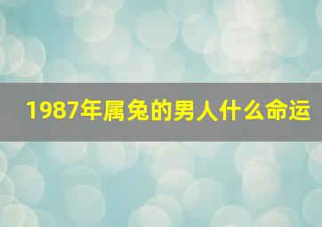 1987年属兔的男人什么命运