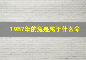 1987年的兔是属于什么命