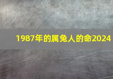 1987年的属兔人的命2024