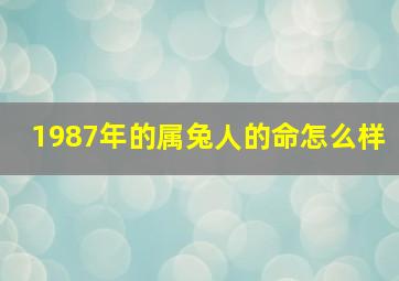 1987年的属兔人的命怎么样