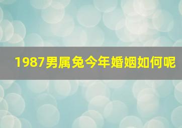 1987男属兔今年婚姻如何呢