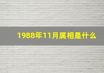 1988年11月属相是什么