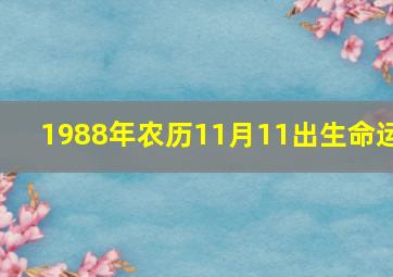 1988年农历11月11出生命运