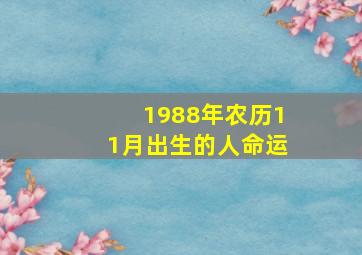 1988年农历11月出生的人命运