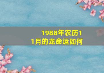 1988年农历11月的龙命运如何