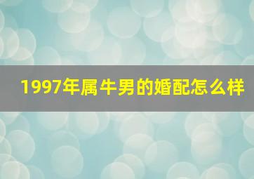 1997年属牛男的婚配怎么样