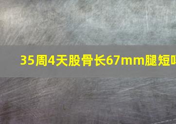 35周4天股骨长67mm腿短吗